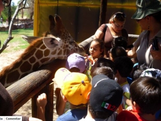 Jirafa conviviendo